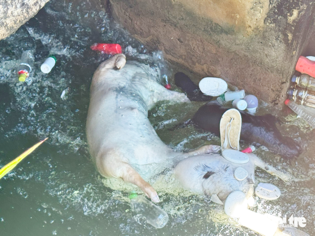 非洲猪瘟期间岘港富宁渠道发现死猪尸体