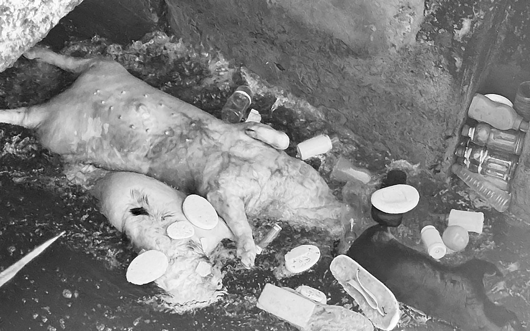 非洲猪瘟期间岘港富宁渠道发现死猪尸体