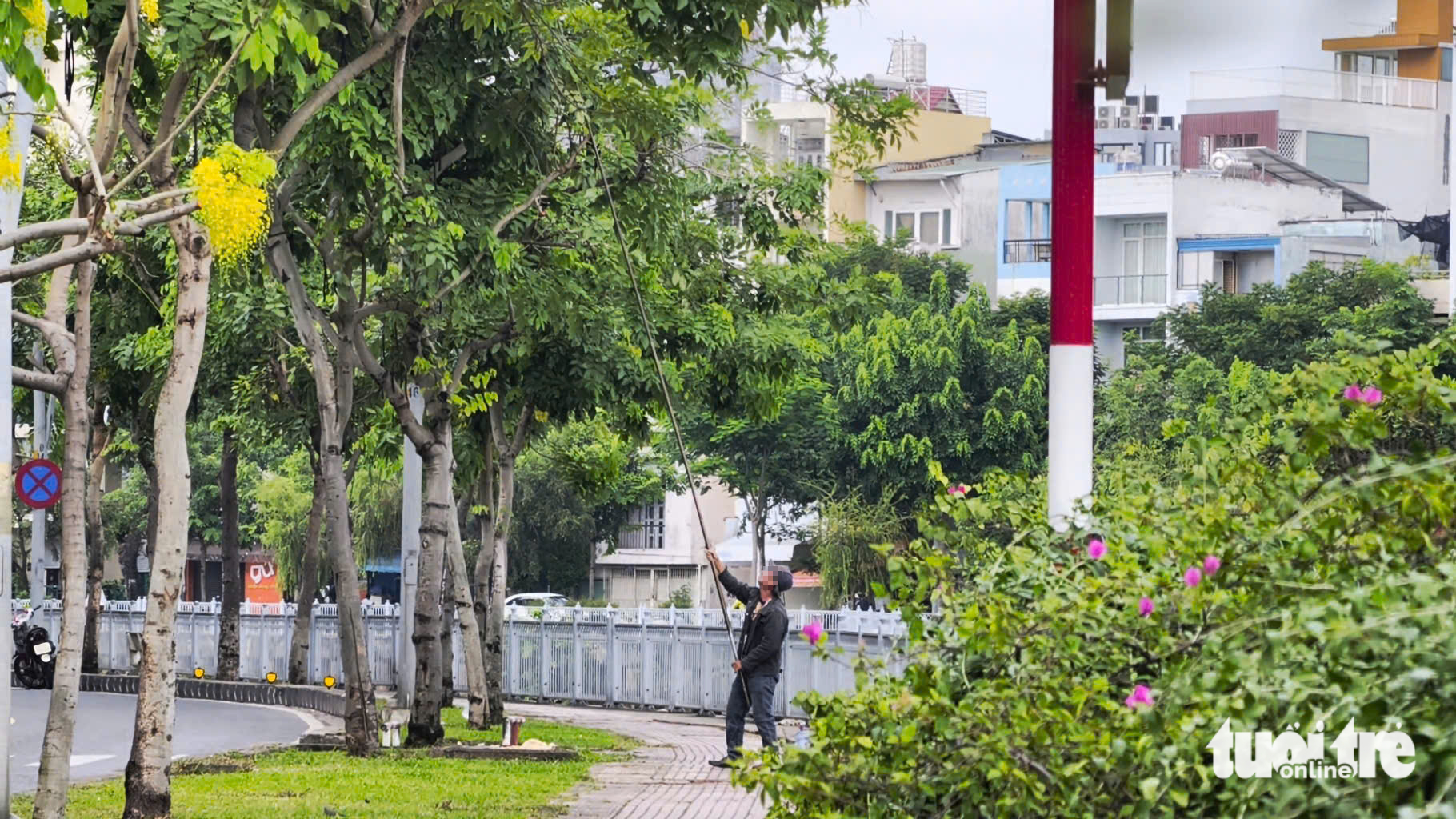公然悬挂带诱捕器的笼子，引诱捕捉Nhiêu Lộc - Thị Nghè河边的鸟儿