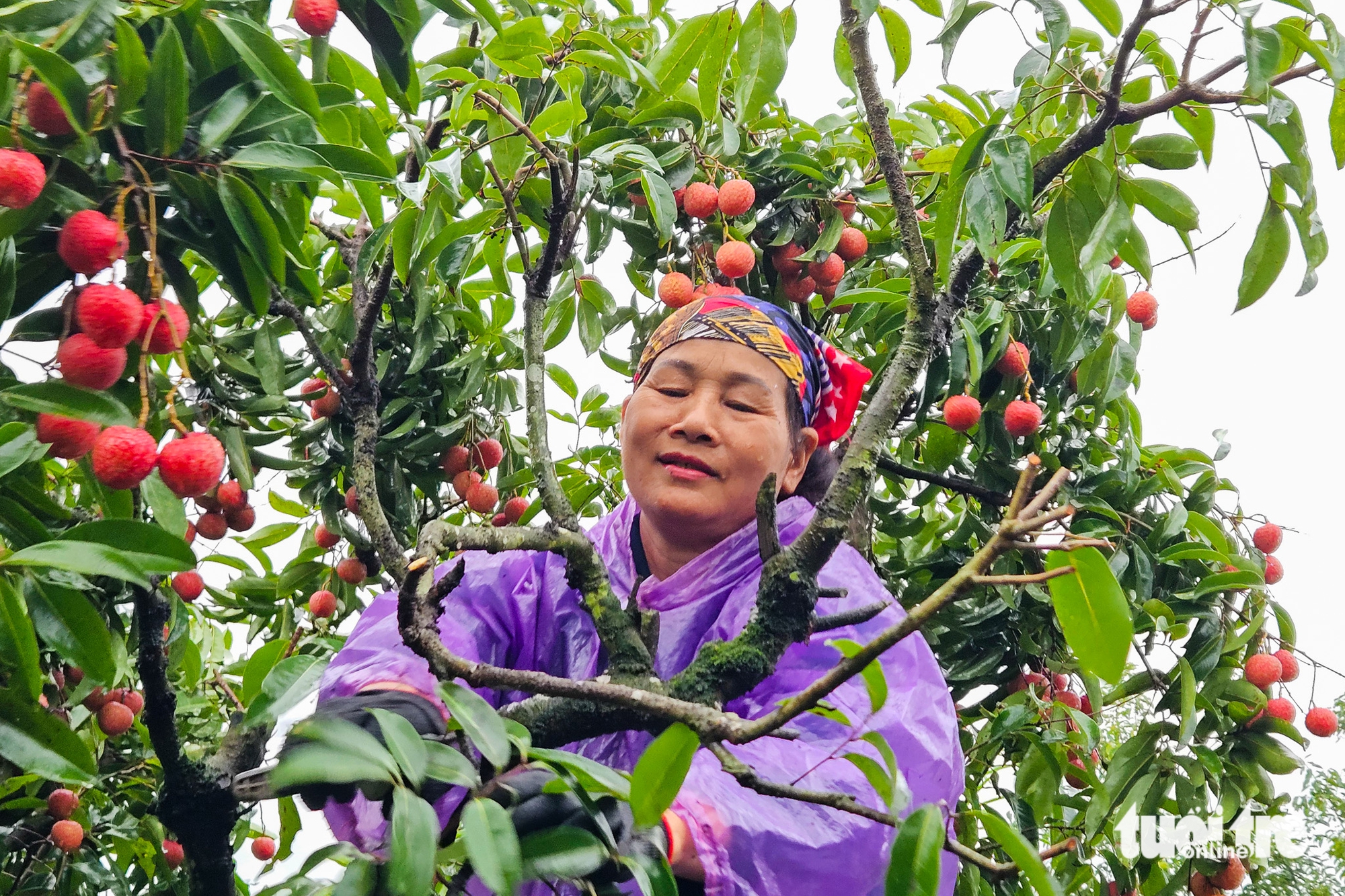 荔枝'丰收价跌'的循环，农民努力推销