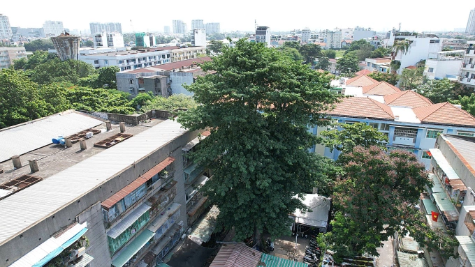 20米高大树根部松动，随时可能倒塌到胡志明市居民家中
