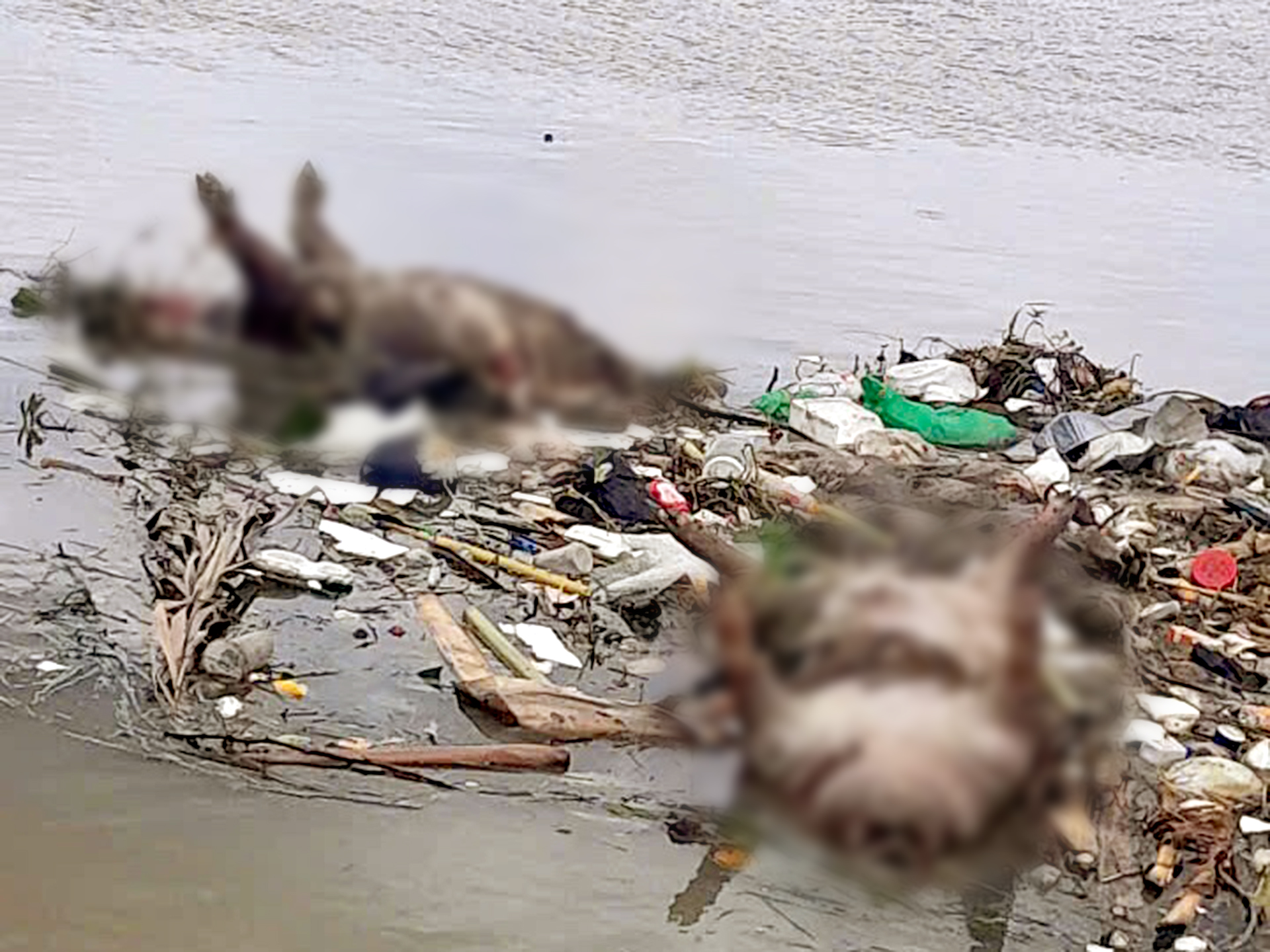 达克拉克水渠上漂浮的死猪