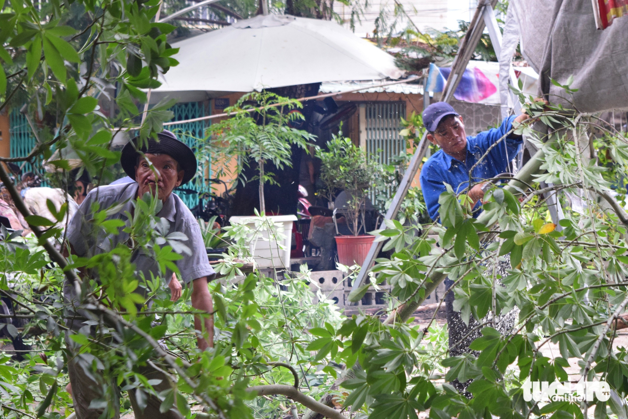 雨后倾斜的古树在Thanh Đa公寓被砍伐