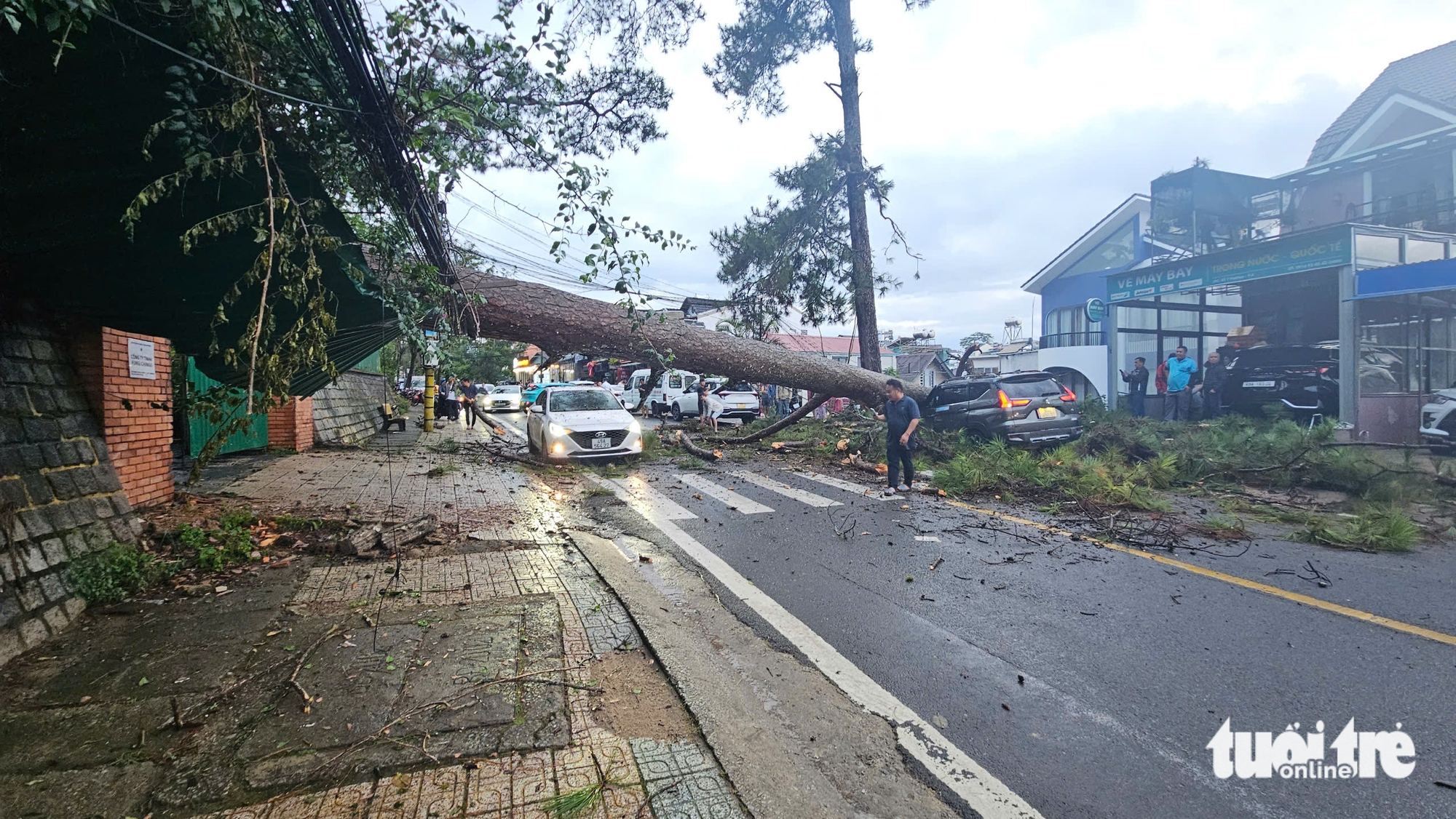 大叻大雨，古松树倒下压扁行驶中的汽车