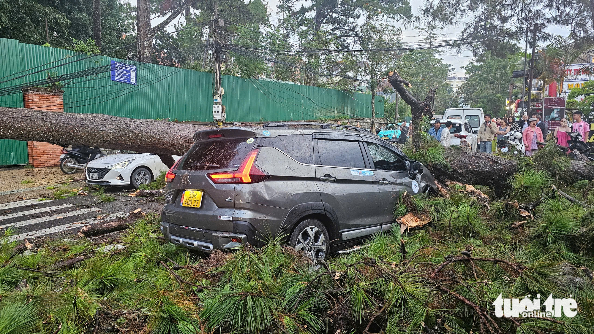 大叻大雨，古松树倒下压扁行驶中的汽车
