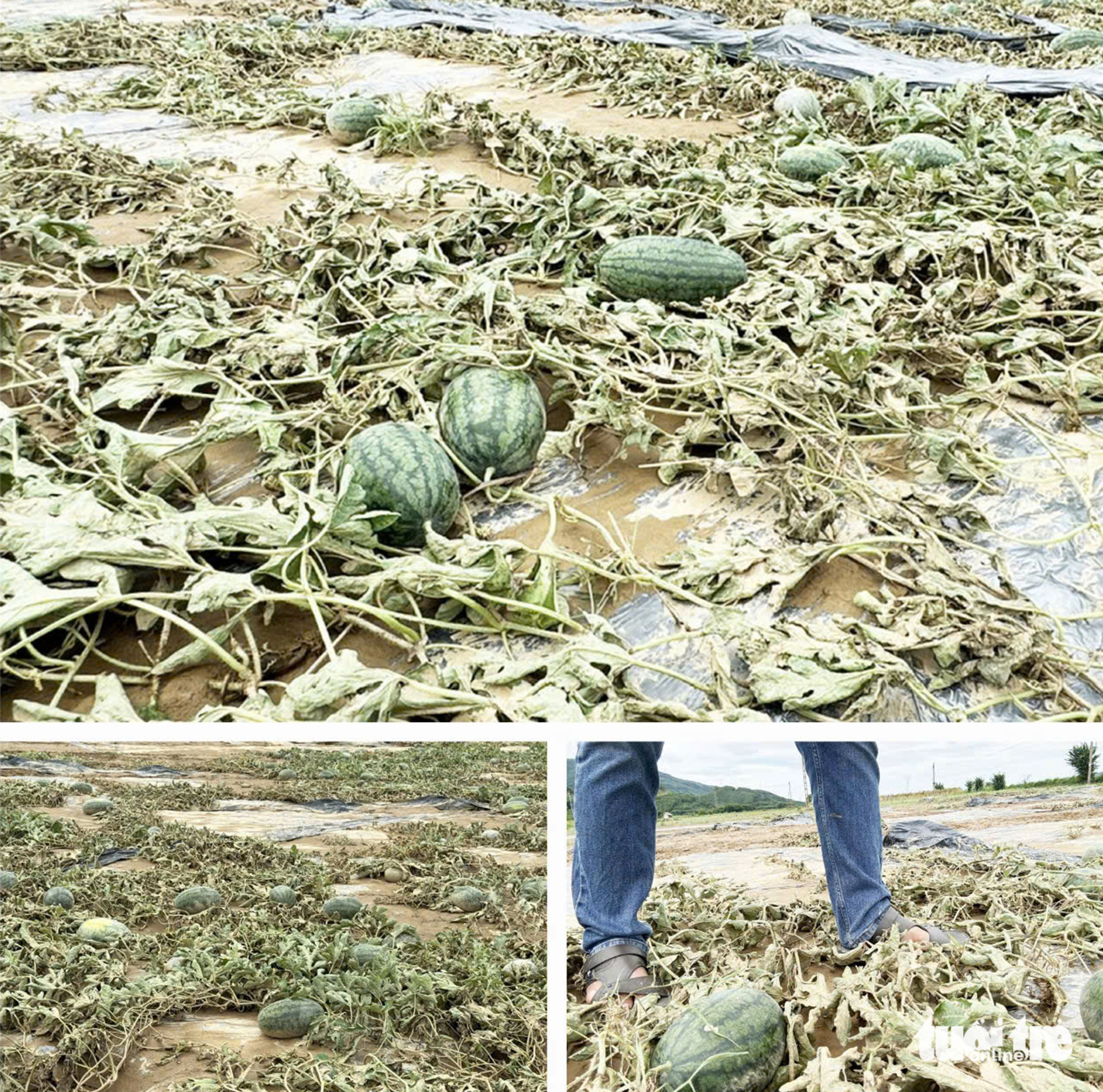 大禄县'洪水中心'在异常洪水后农作物倒伏，泥泞不堪
