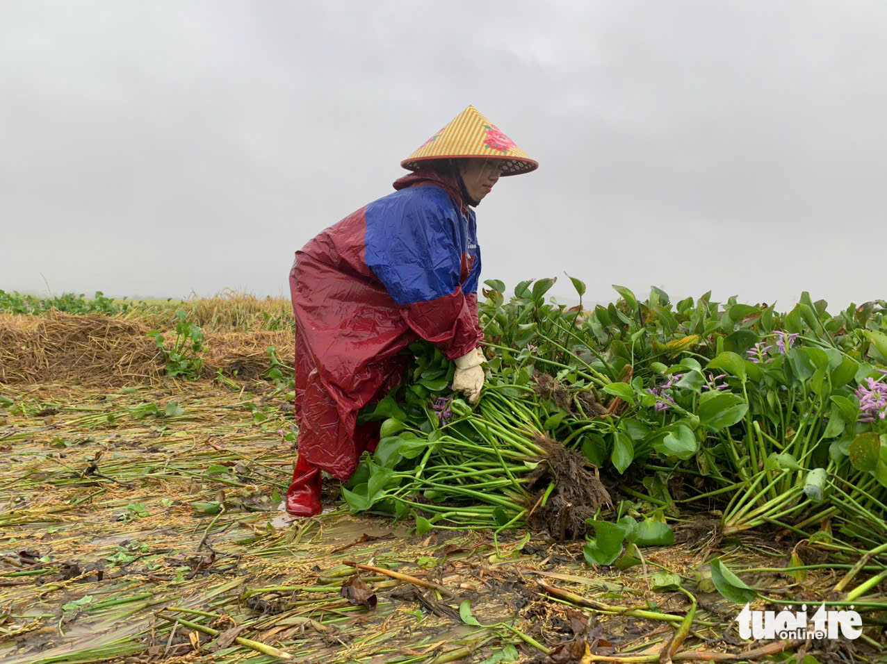 心痛！村民冒雨拯救被洪水冲倒的稻田