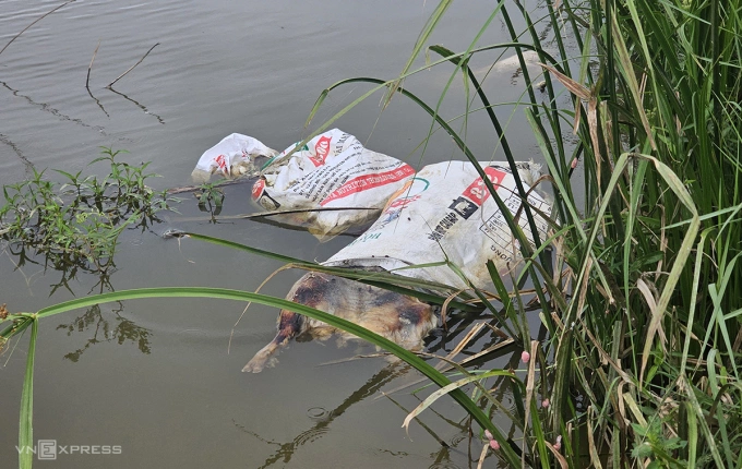 广治省河上漂浮的死猪