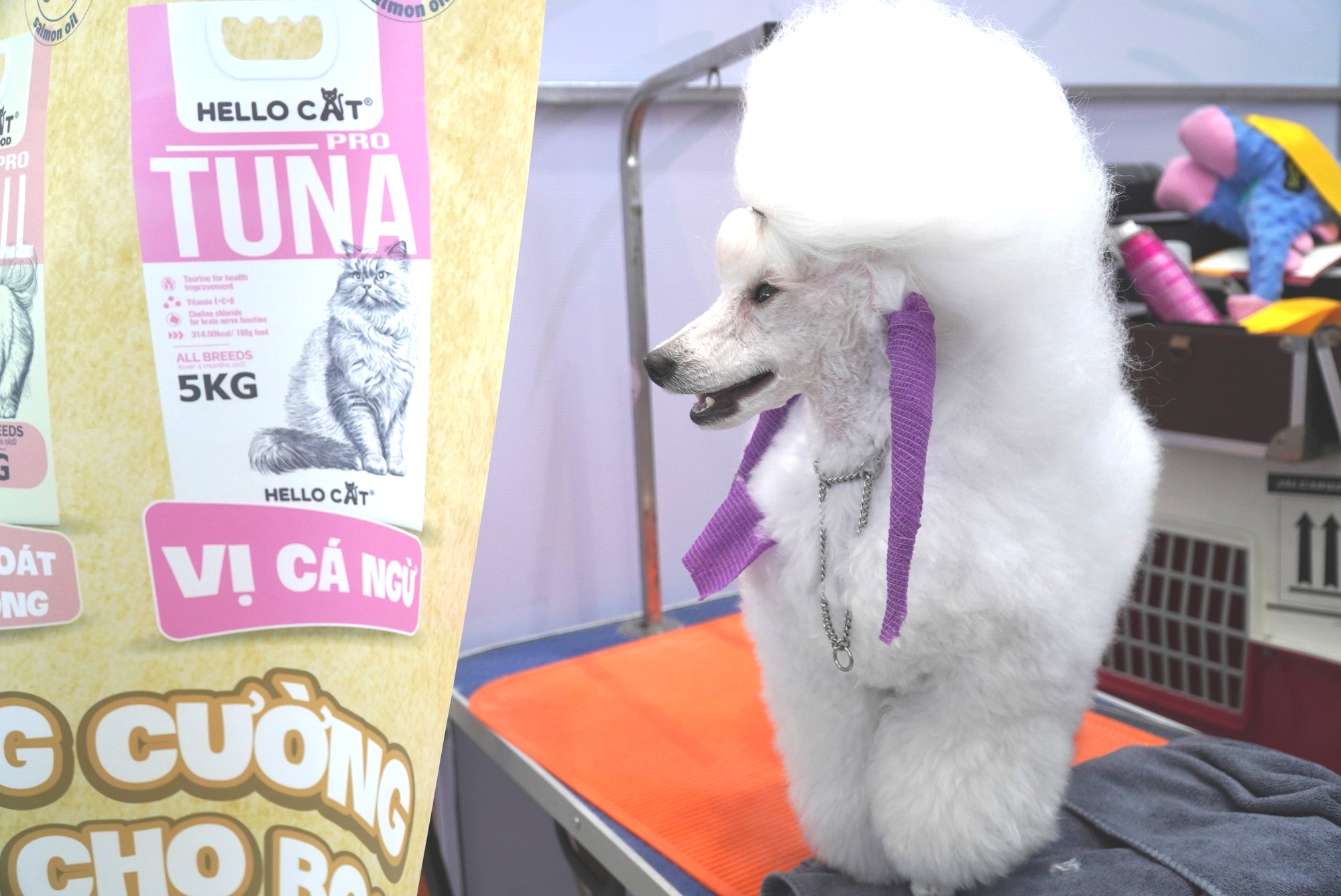 观赏宠物狗，'猫女王'在中部地区首届宠物比赛中的风采