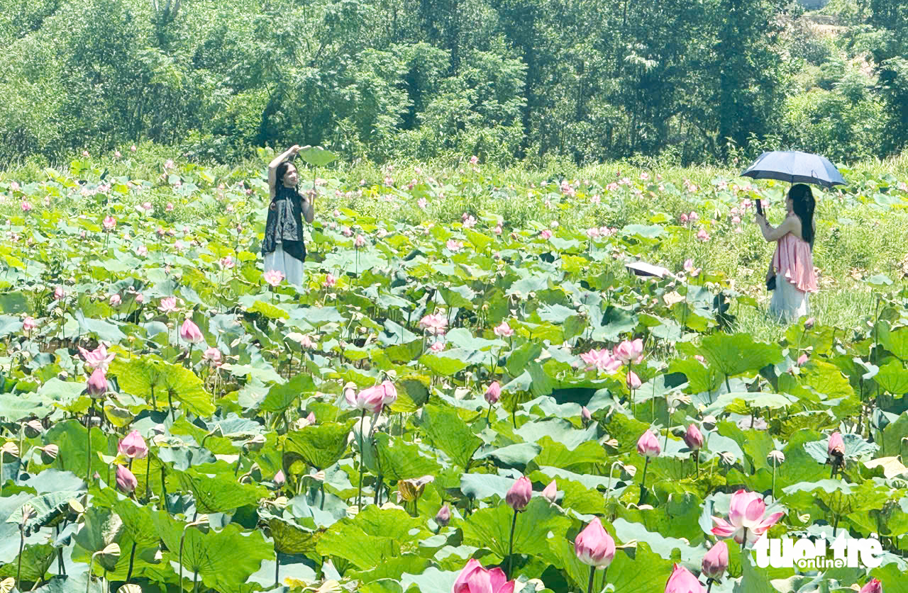 惊艳的茶丽莲花季节，游客蜂拥而至打卡