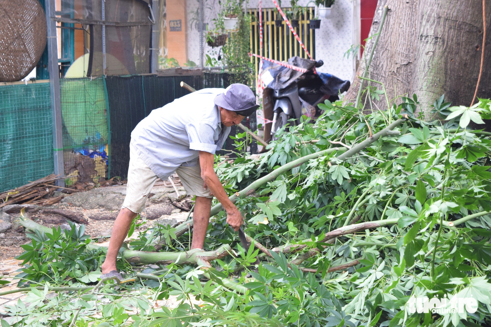 雨后倾斜的古树在Thanh Đa公寓被砍伐
