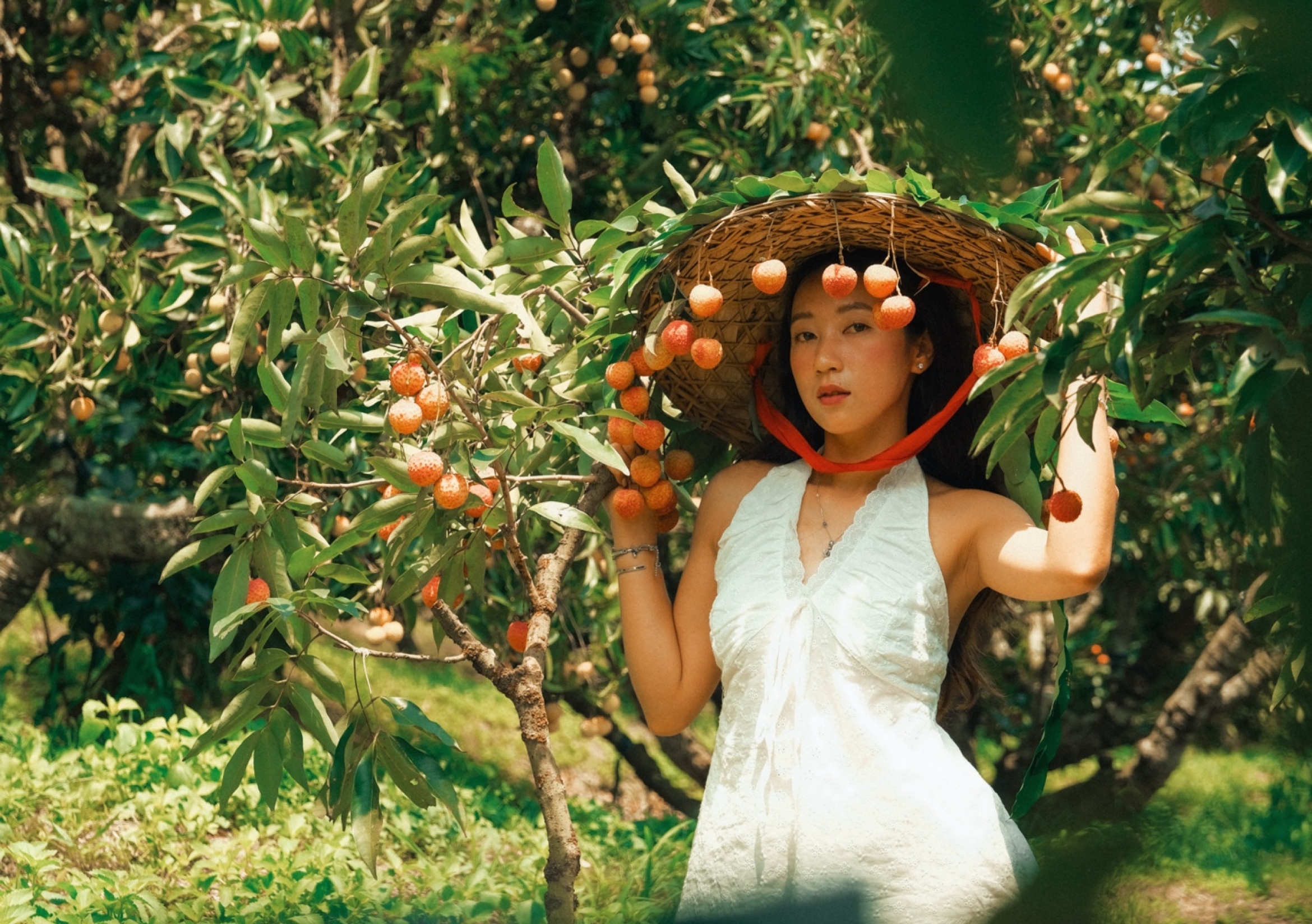 北宁的荔枝市场因美丽照片如电影场景般'火爆'