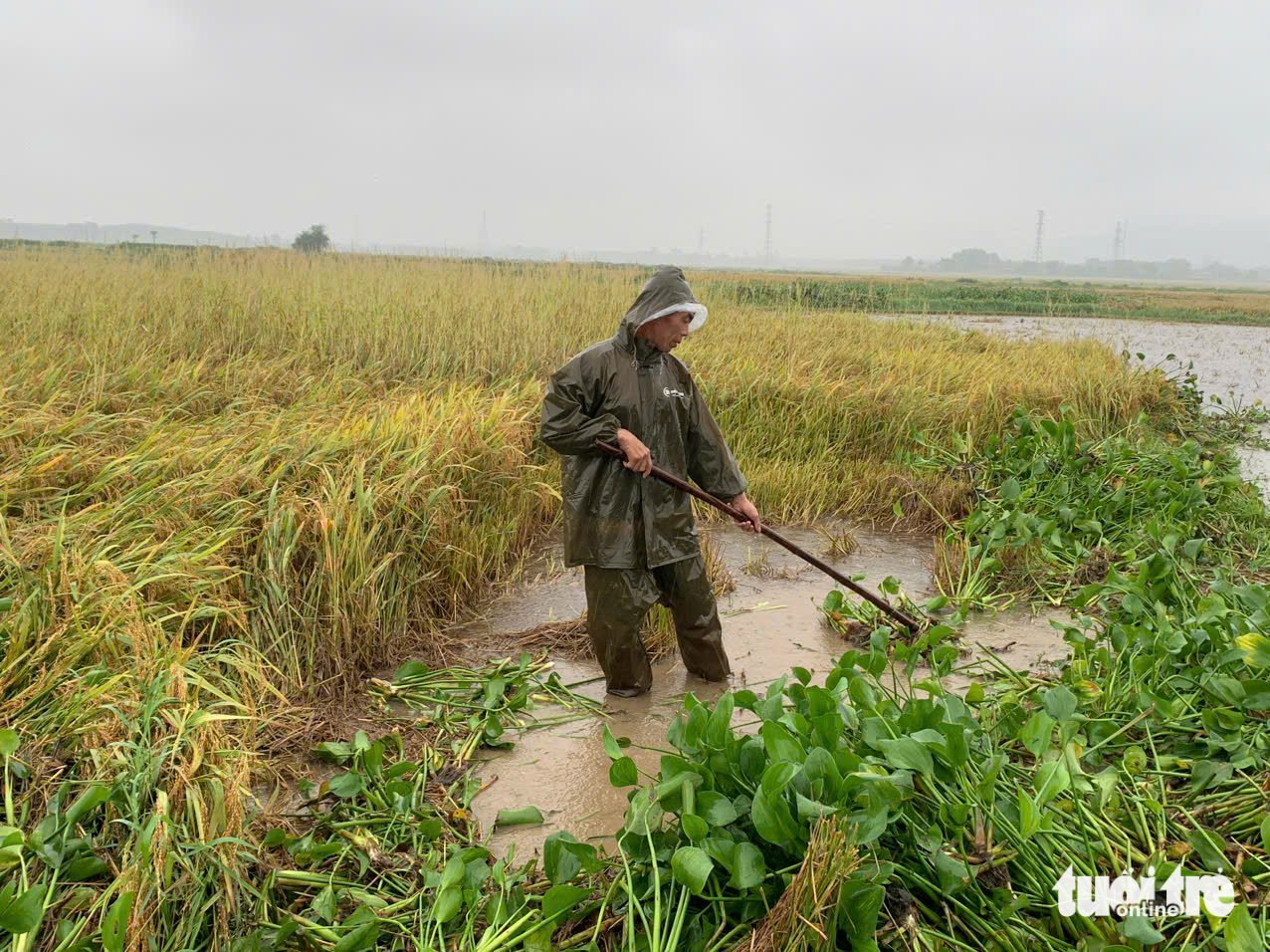 心痛！村民冒雨拯救被洪水冲倒的稻田