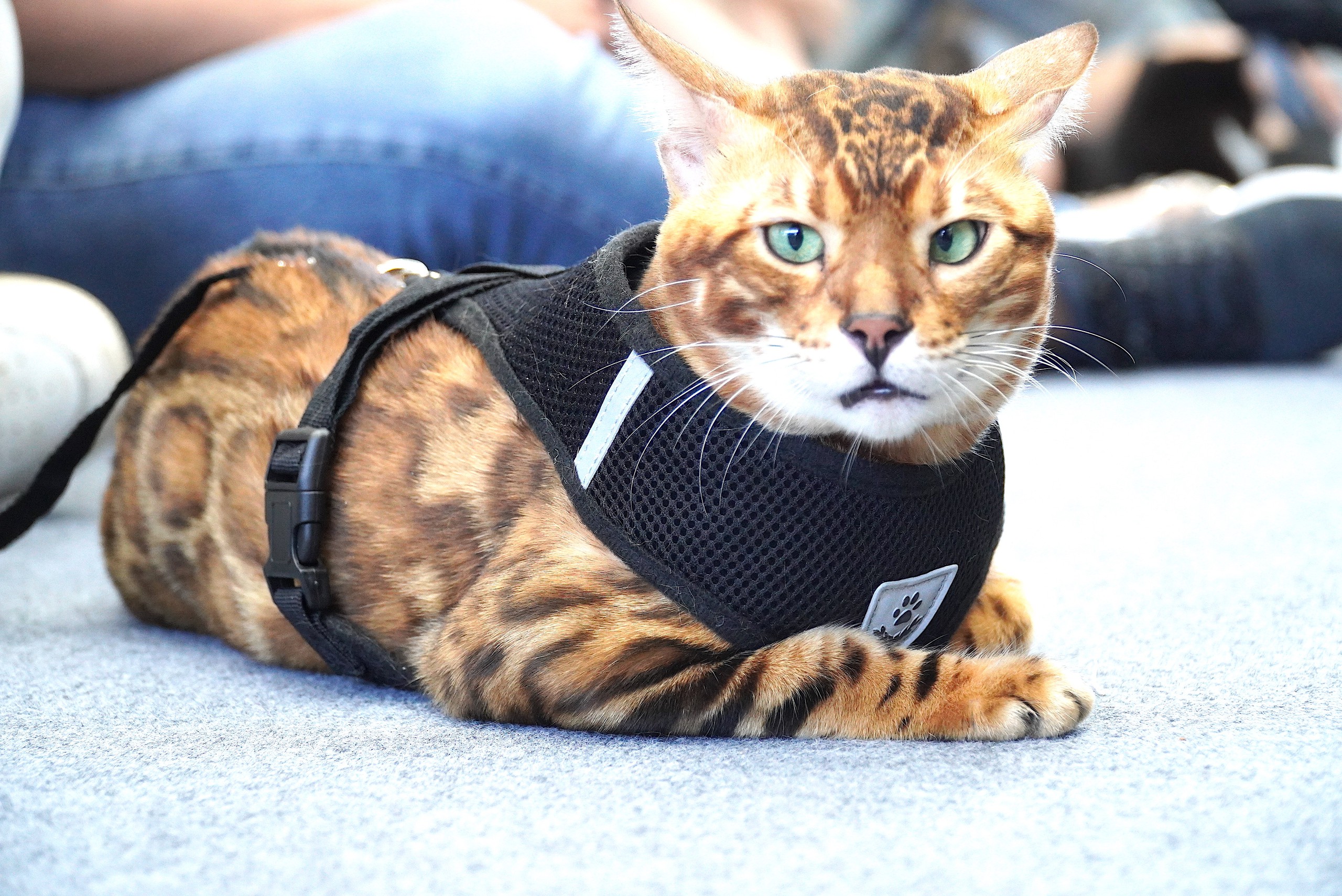 观赏宠物狗，'猫女王'在中部地区首届宠物比赛中的风采