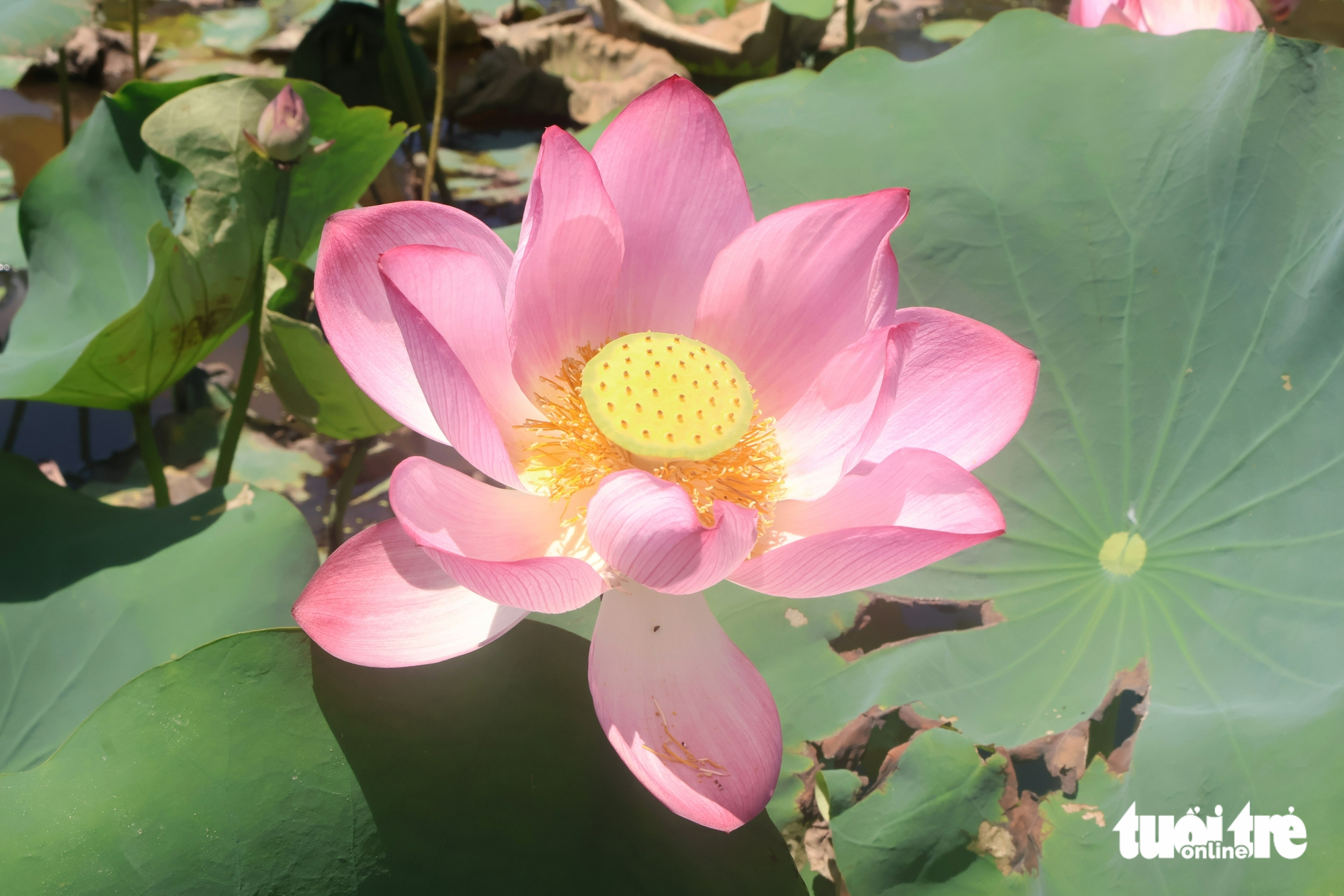 惊艳的茶丽莲花季节，游客蜂拥而至打卡