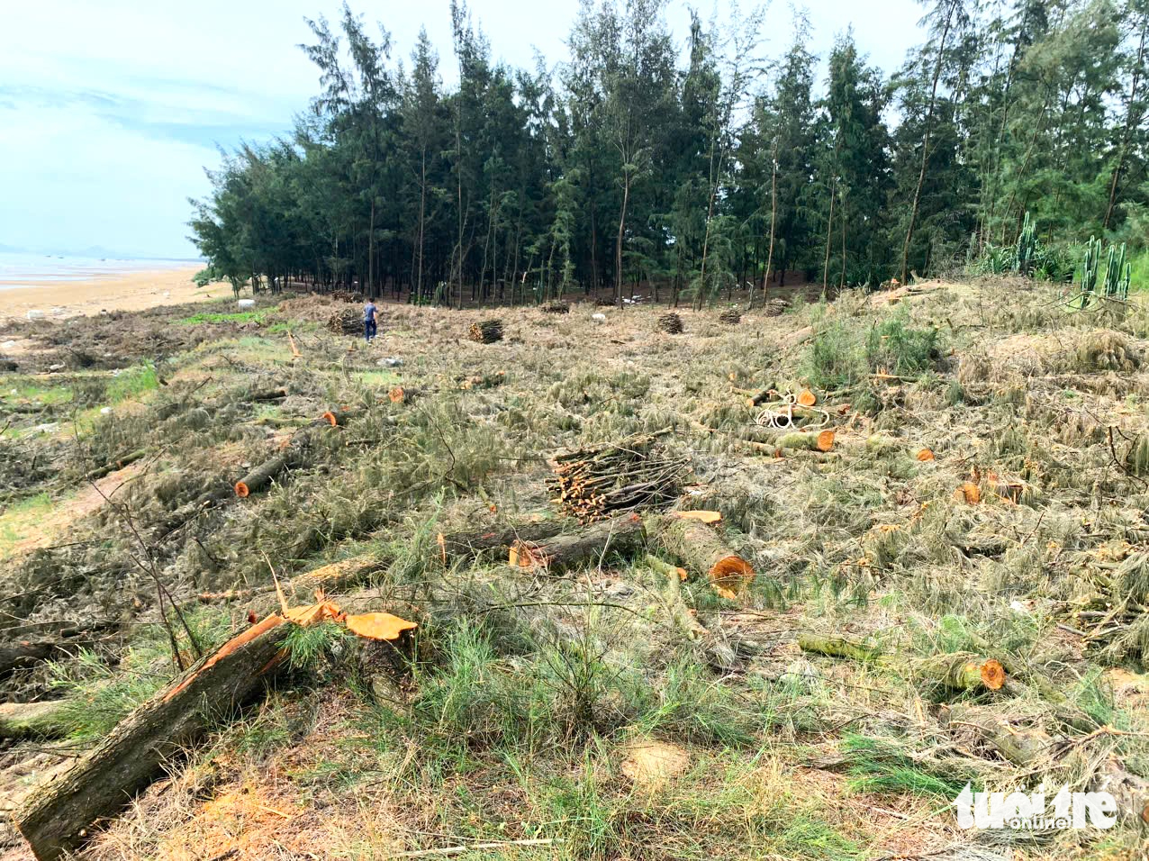 河静省主席在防护林松树被砍事件后紧急指示