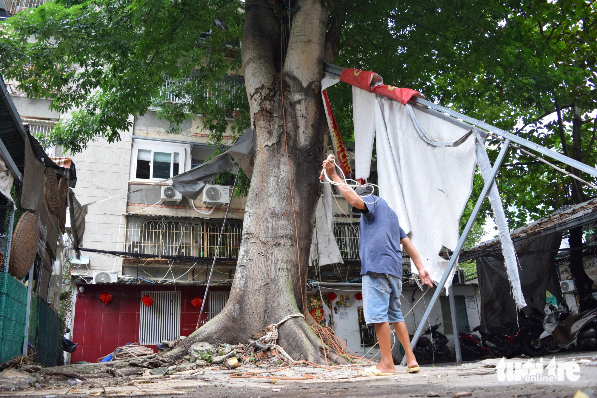 雨后倾斜的古树在Thanh Đa公寓被砍伐