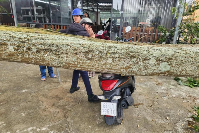 大叻树木倒塌压到摩托车