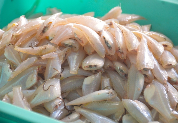 将废弃鱼类变成特色美食