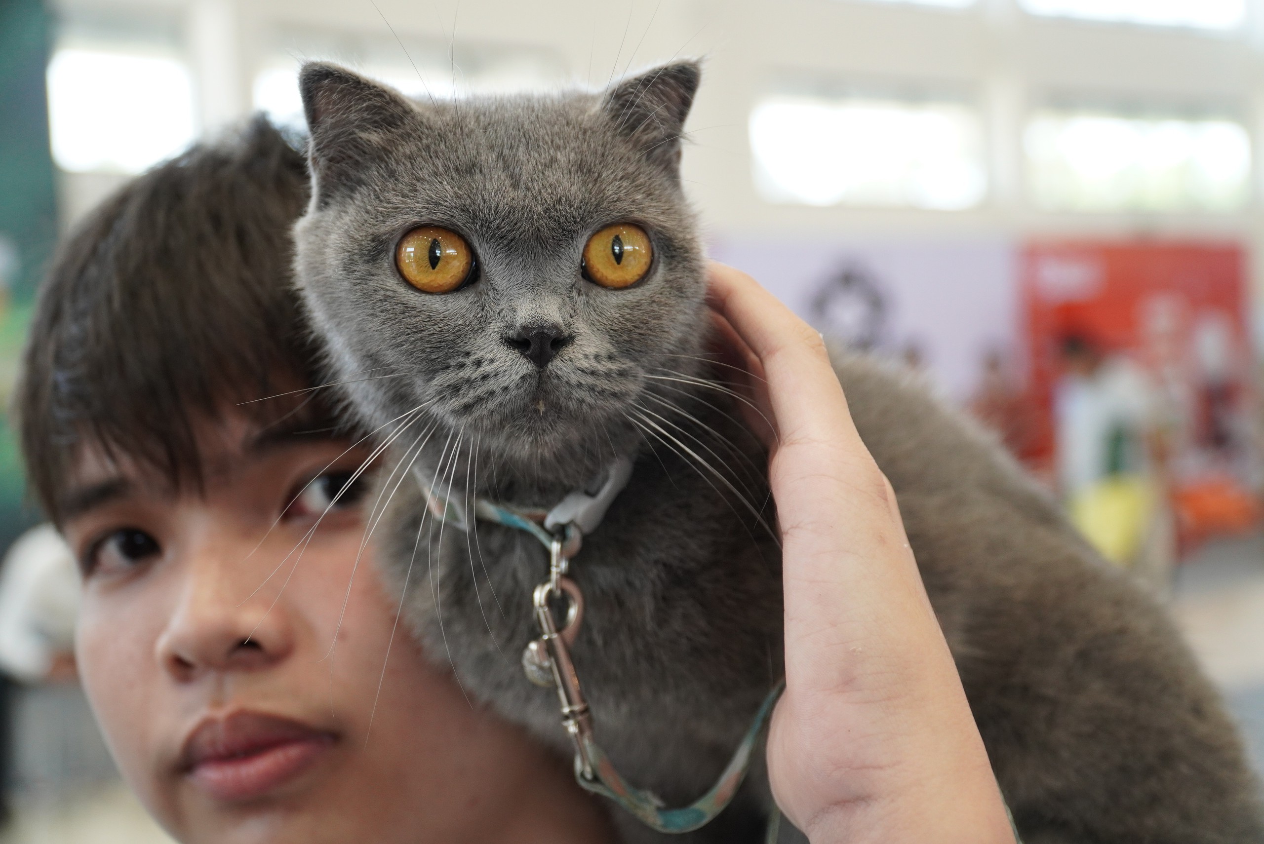 观赏宠物狗，'猫女王'在中部地区首届宠物比赛中的风采