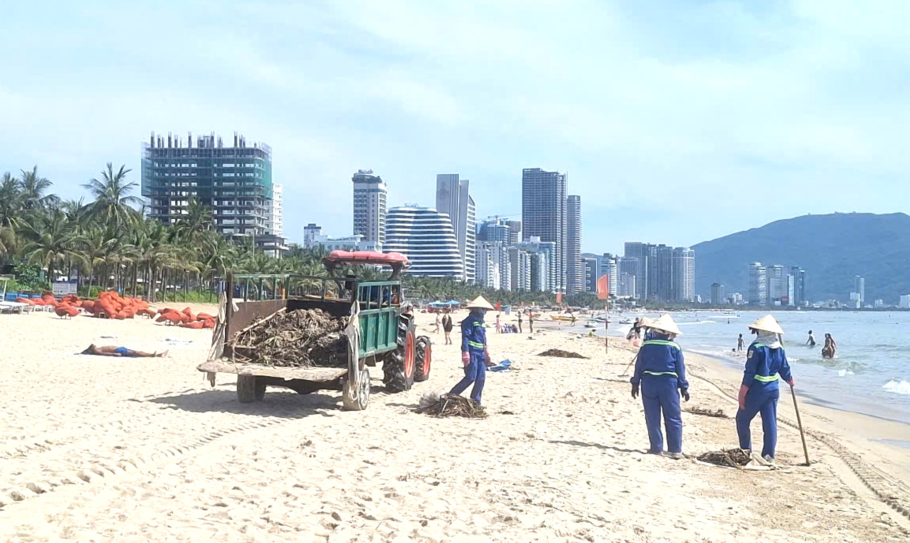 紧急清理包围岘港海滩的水葫芦