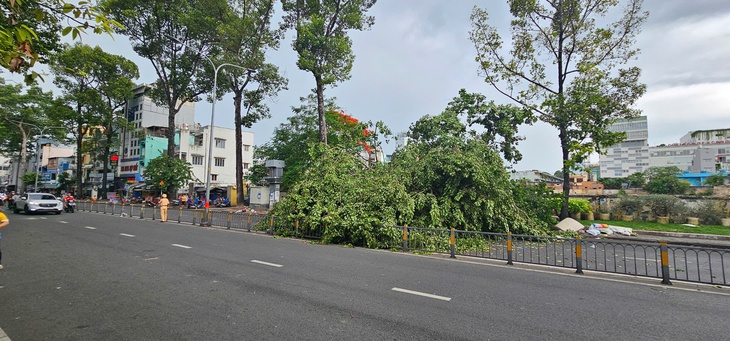 胡志明市树木事故增加，如何确保市民安全？