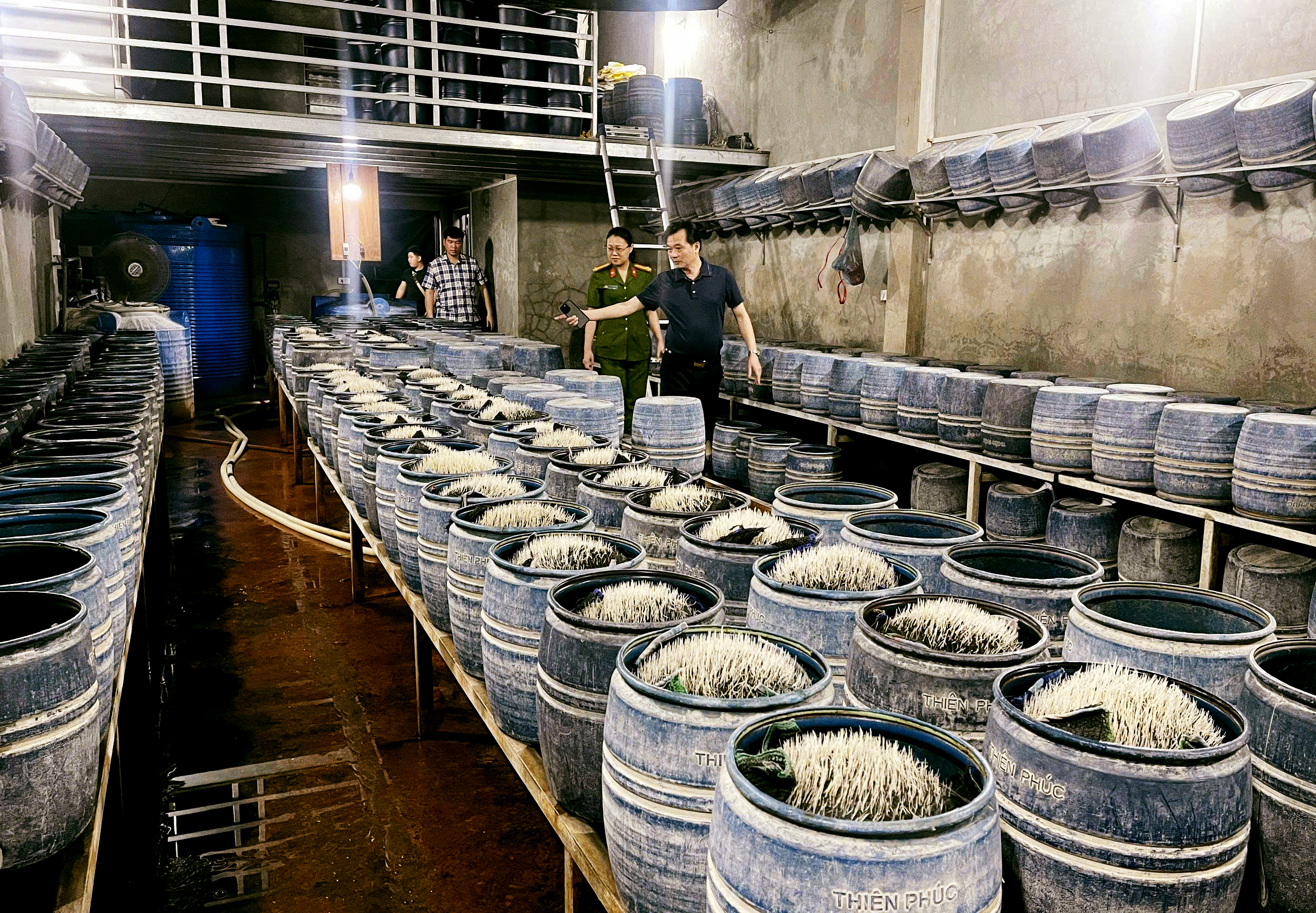 近距离观察使用有害化学品生产豆芽的作坊