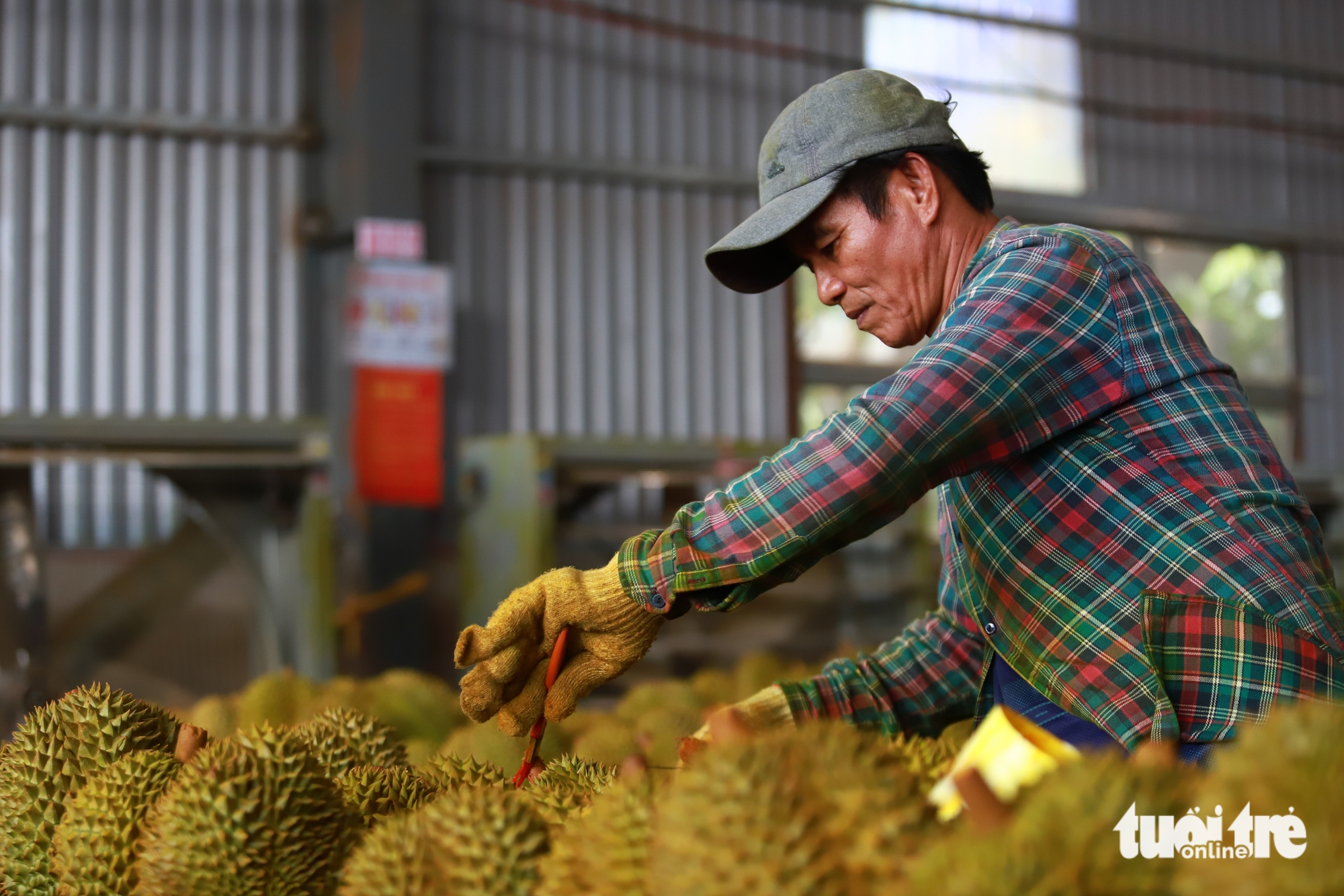 确保榴莲质量：企业建议严格控制肥料质量