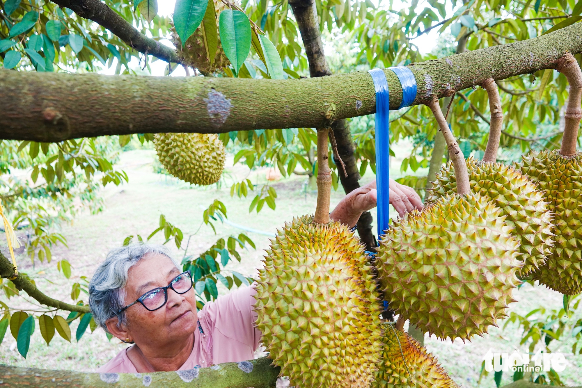 富国岛种植的榴莲价格高企，贵如鲜虾