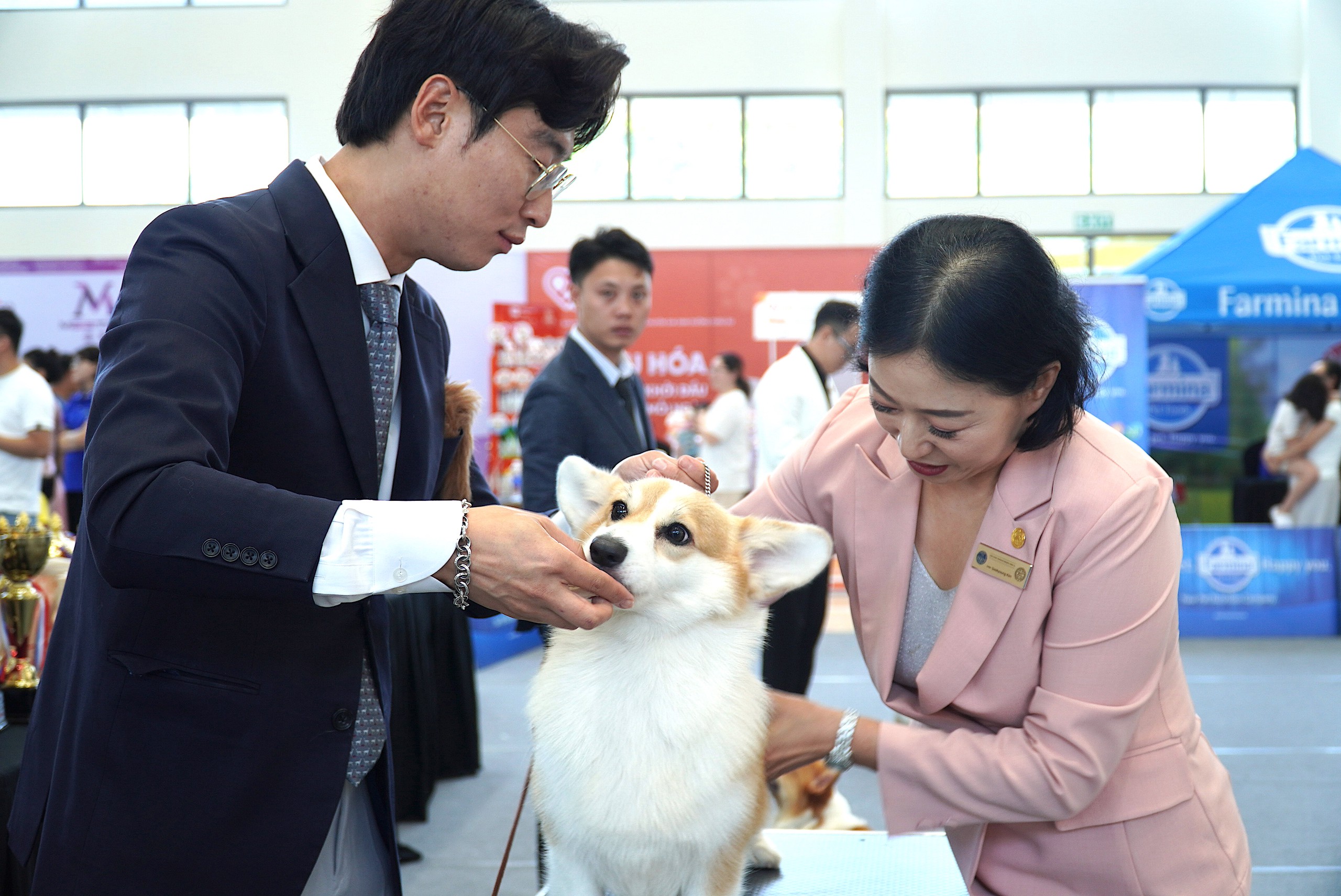 观赏宠物狗，'猫女王'在中部地区首届宠物比赛中的风采