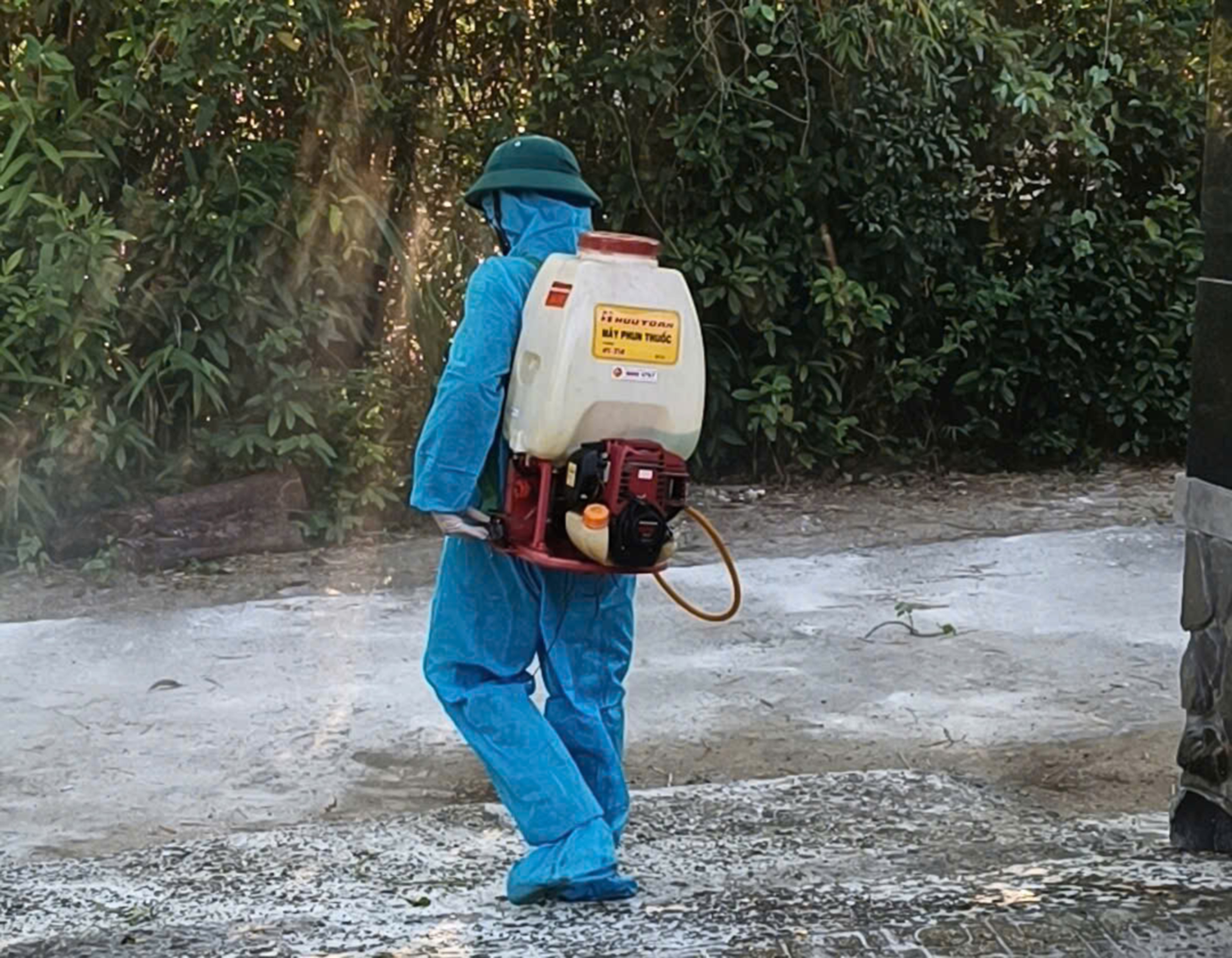 岘港的一个区爆发非洲猪瘟