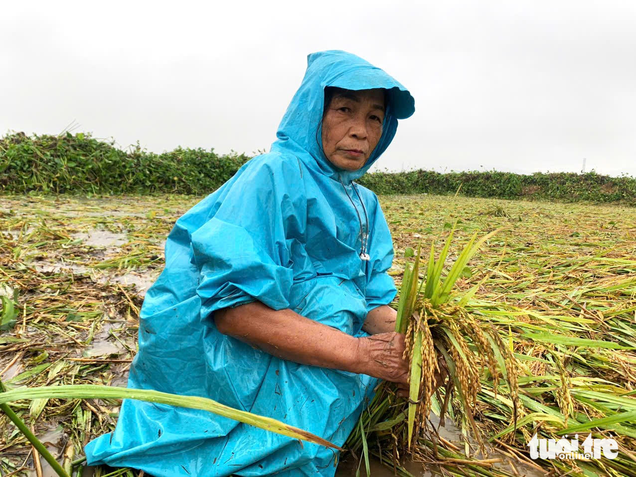 心痛！村民冒雨拯救被洪水冲倒的稻田