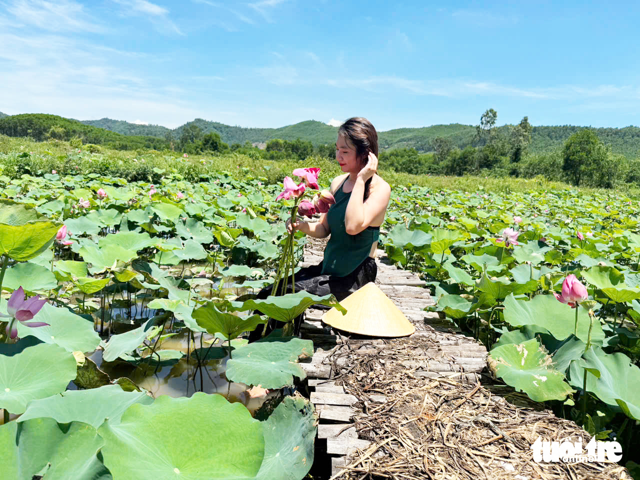 惊艳的茶丽莲花季节，游客蜂拥而至打卡
