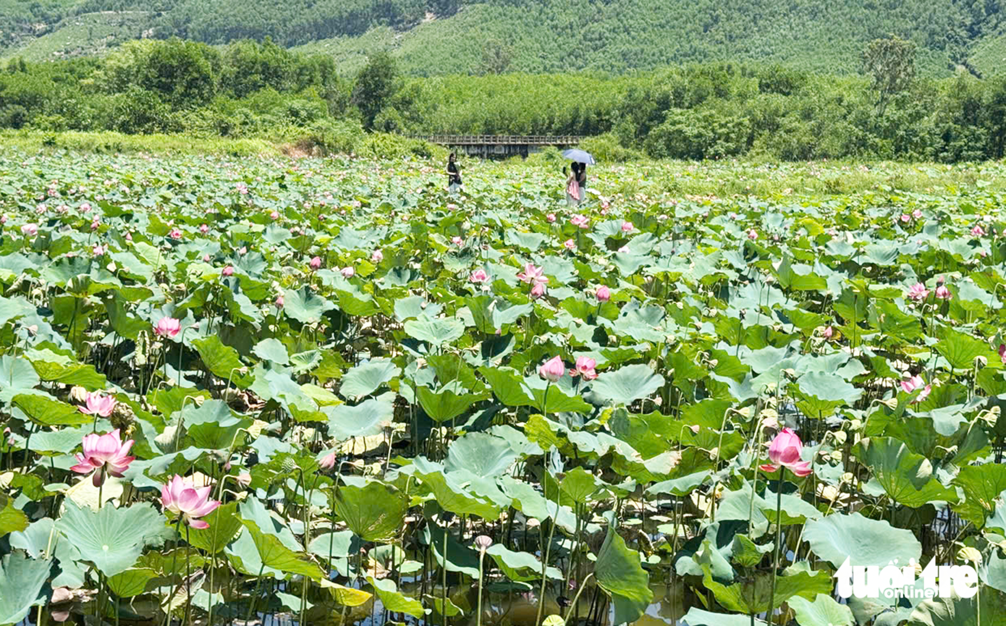 惊艳的茶丽莲花季节，游客蜂拥而至打卡