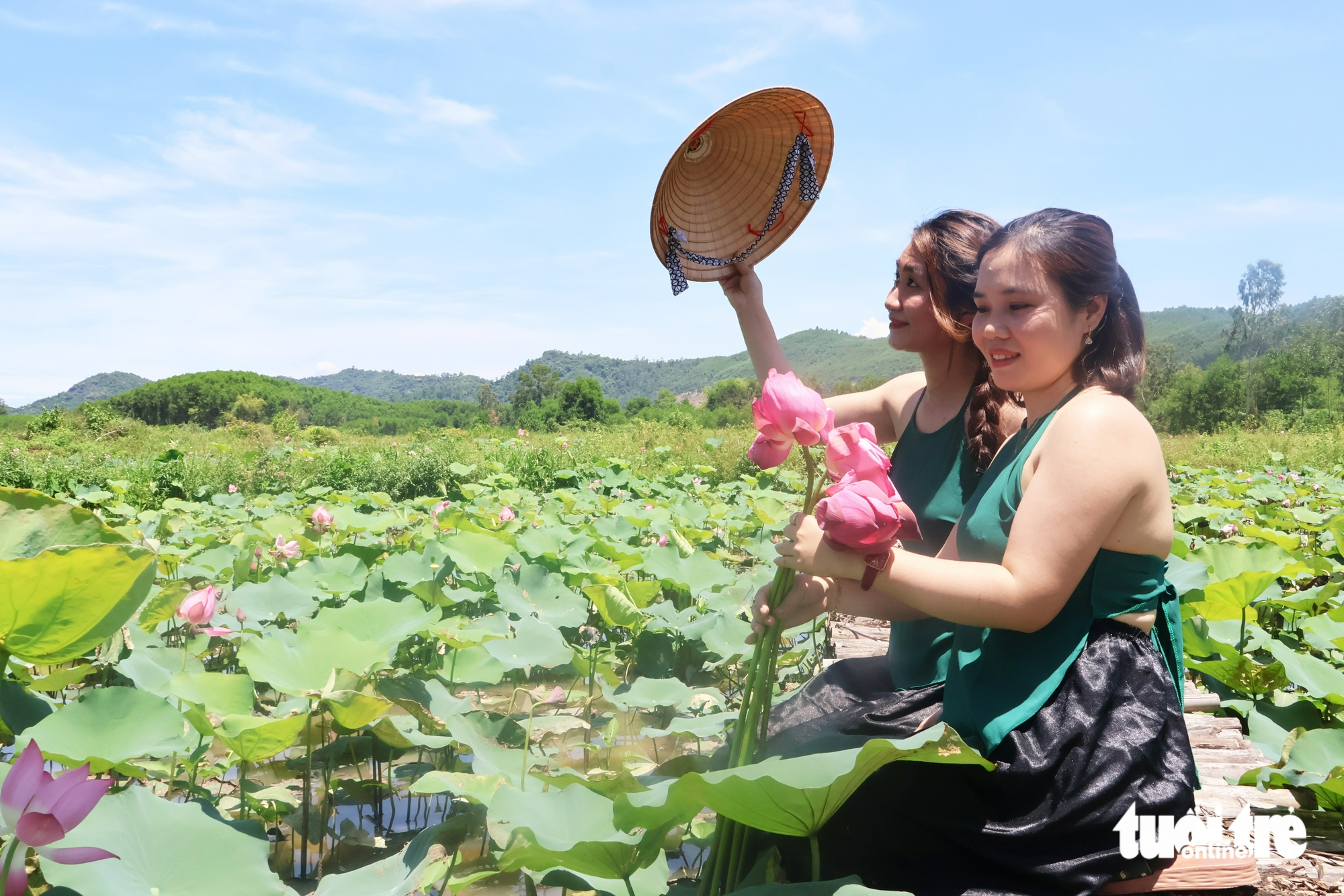 惊艳的茶丽莲花季节，游客蜂拥而至打卡