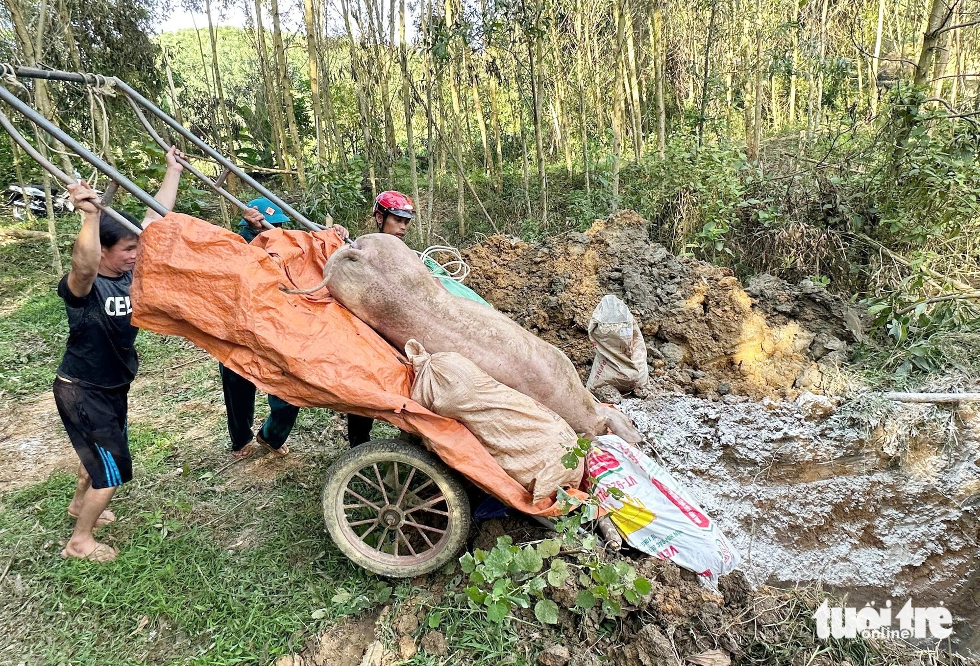 非洲猪瘟爆发导致农民一无所有