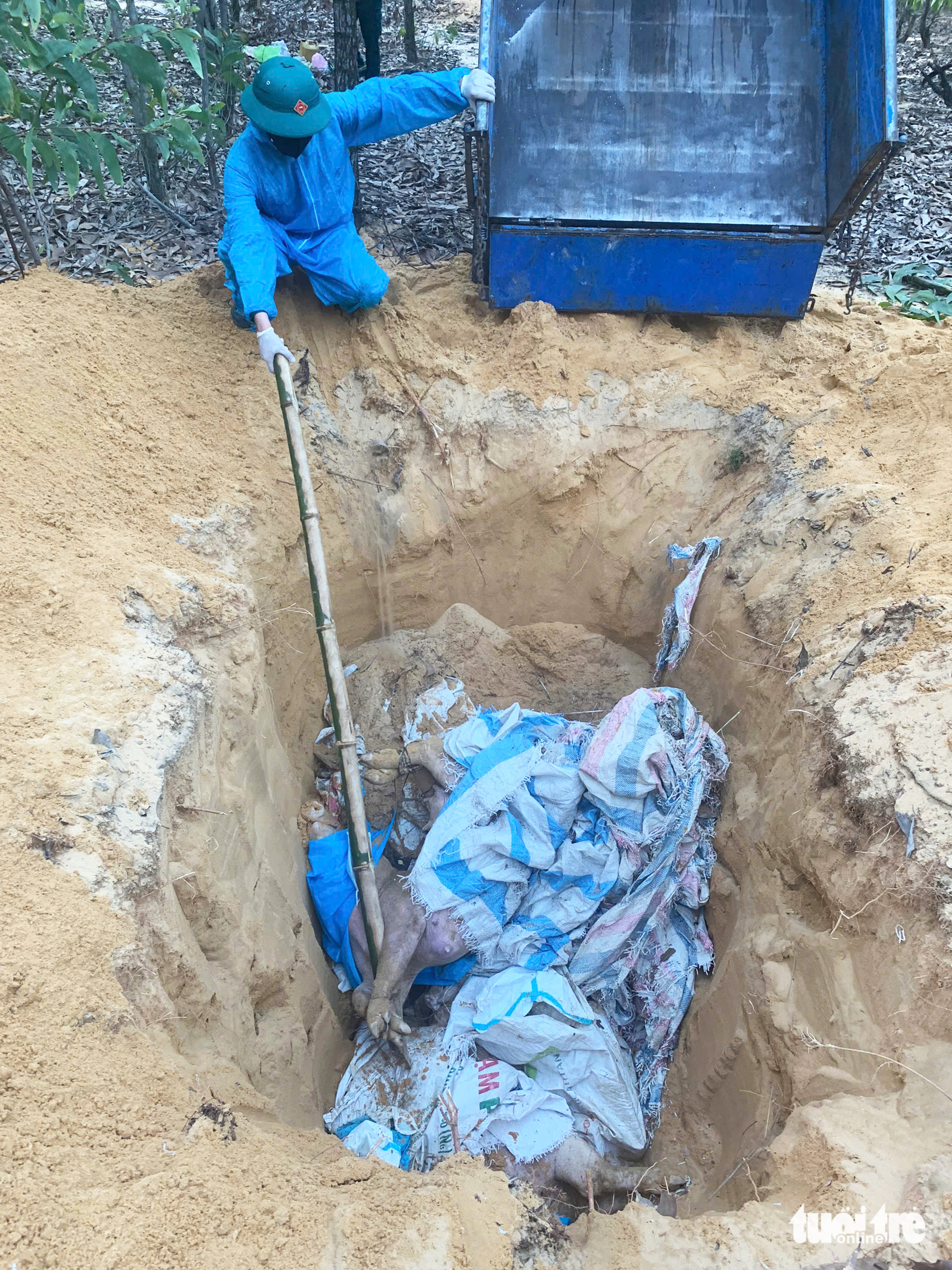 非洲猪瘟期间岘港富宁渠道发现死猪尸体
