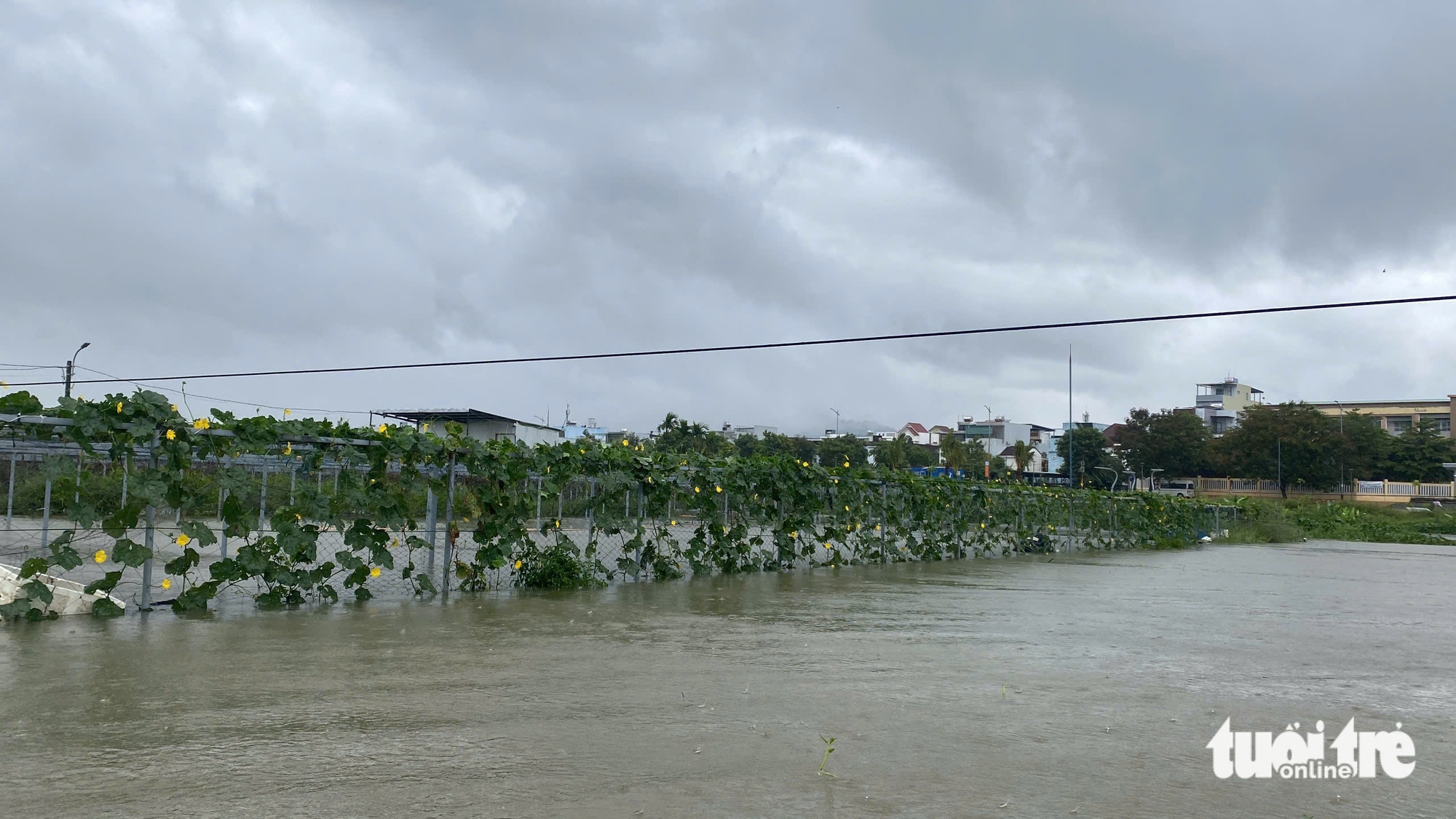岘港的蔬菜村深陷洪水，农民心痛地抢救每一根蔬菜